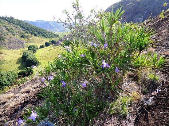 Floral landscape on maio cc-by-sa commons.wikimedia Francisco Deusvando