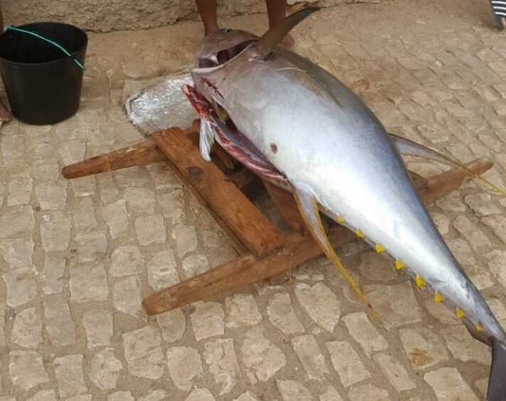 Yellow Fin Tuna caught on Maio