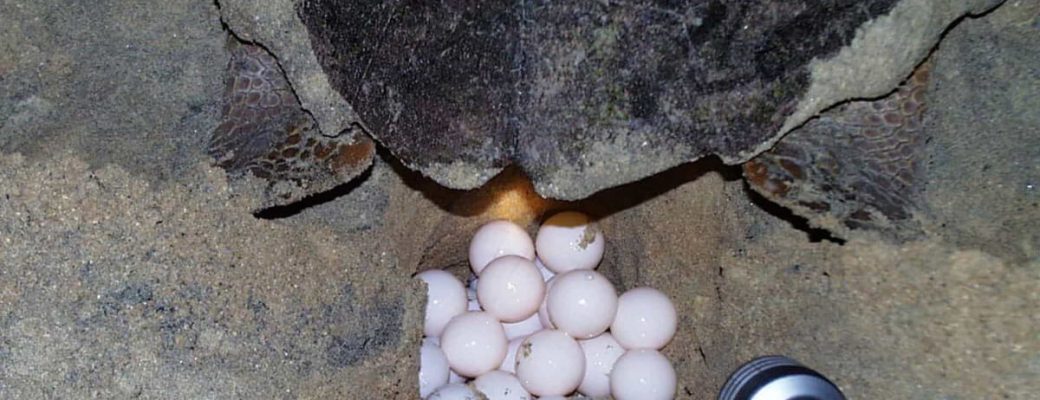 cape verde records 140 thousand turtle nests