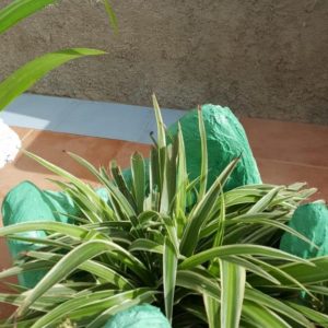 handmade concrete green garden tub with plant closeup