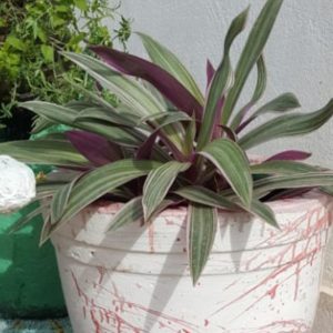 handmade concrete round red white garden planter with plant