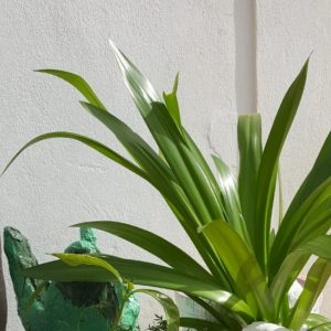 handmade concrete square garden planter with plant