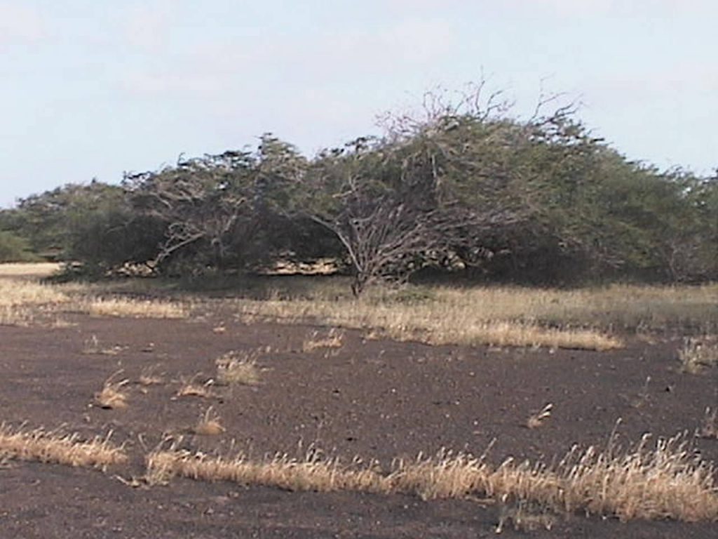 Large Plot of FrontLine Land For Sale, Maio Cape Verde Maio, Cape